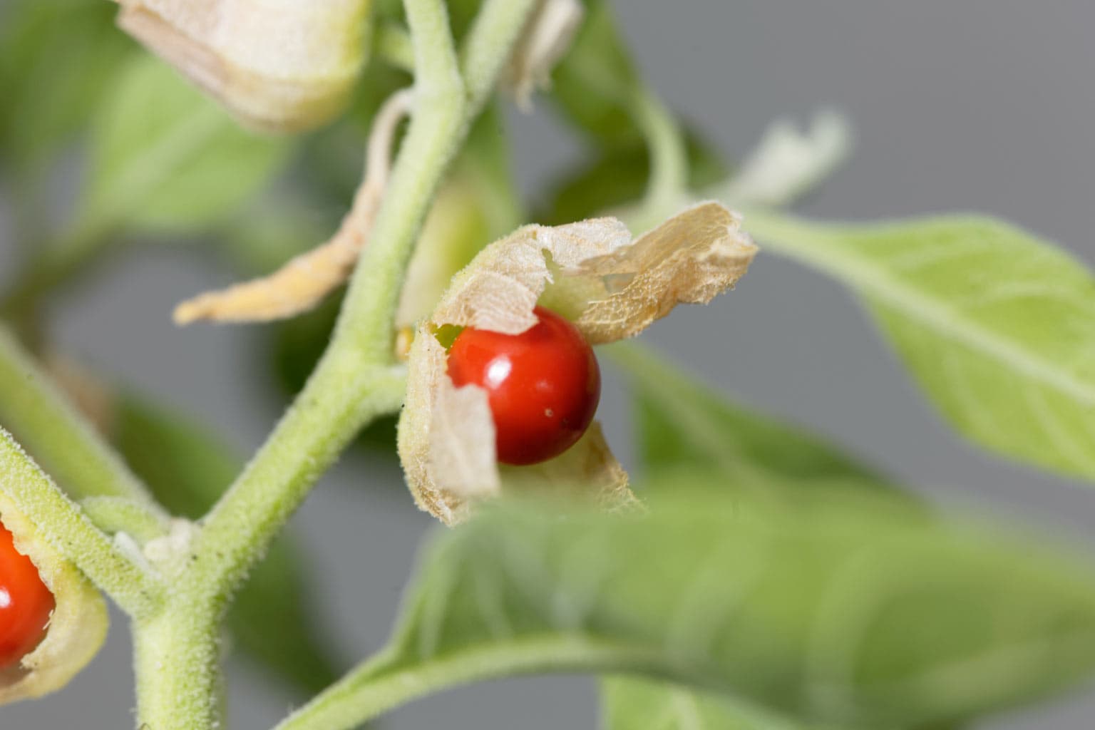 I BENEFICI DELLA WITHANIA O GINSENG INDIANO