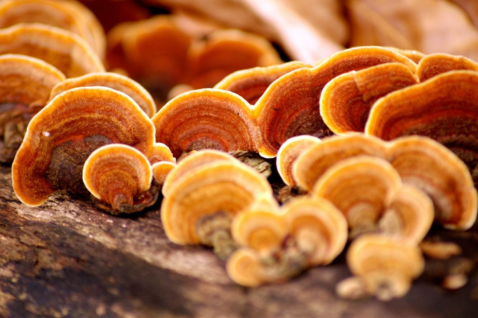 REISHI: IL FUNGO ORIENTALE CHE RAFFORZA LE DIFESE DEI CAPELLI