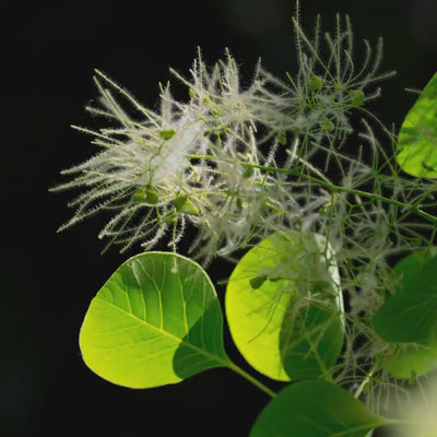 Dettaglio del Cotinus coggygria ricco in fisetina, aiuta a migliorare vitalità e l'aspetto del capello