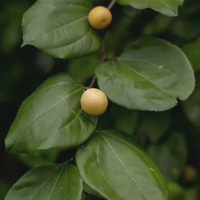 Foglie e frutti dorati di Zizyphus Joazeiro, estratto vegetale usato per regolare il sebo e riequilibrare il cuoio capelluto
