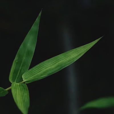 Dettaglio del Bambù fonte naturale di nutrienti e minerali, aiuta a mantenere capelli più forti, elastici e resistenti