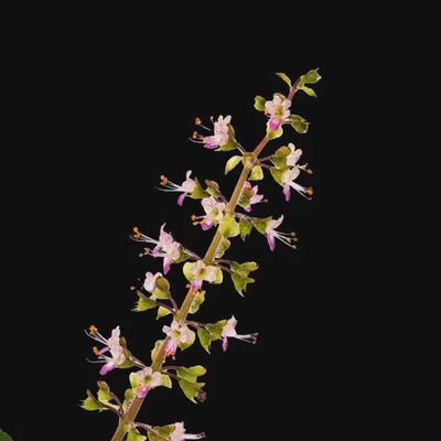 Basilico Sacro titolato in Acido Ursolico, pianta adattogena utile contro lo stress, aiuta a proteggere il cuoio capelluto