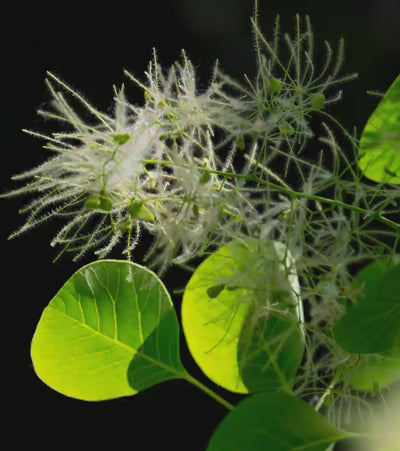 Dettaglio del Cotinus coggygria ricco in fisetina, aiuta a migliorare vitalità e l'aspetto del capello