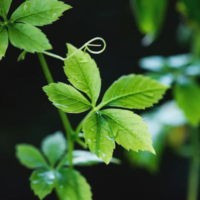 Pianta Gynostemma Pentaphyllum il cui estratto ricco in saponine, sostiene la vitalità dei capelli