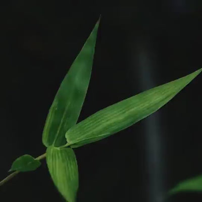 Dettaglio del Bambù fonte naturale di nutrienti e minerali, aiuta a mantenere capelli più forti, elastici e resistenti